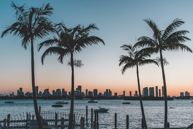 The Miami skyline at dusk with palm trees in the foreground